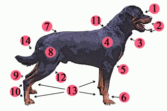 Anatomia de los perros
