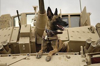 Perro arriba de un tanque