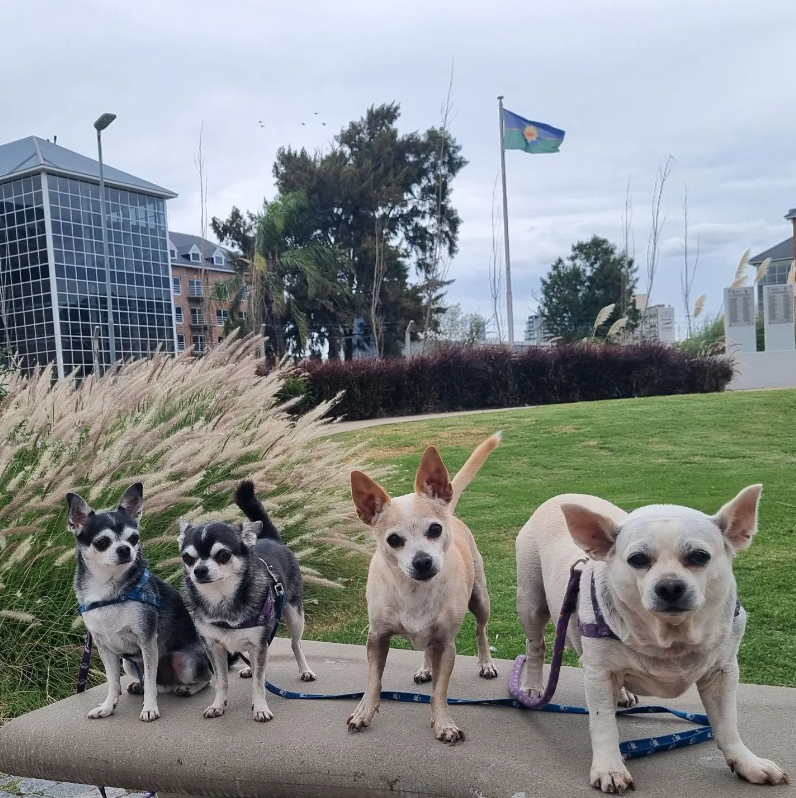 Foto de cuatros perros